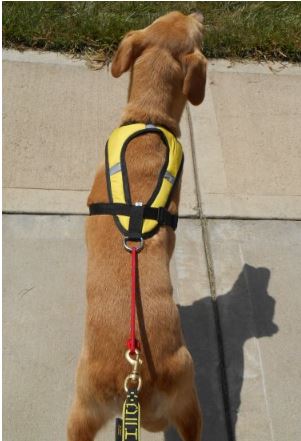 Tough Skin Harness Ultra - Rear view